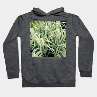 Tall Grass with White Stripes Photo Hoodie